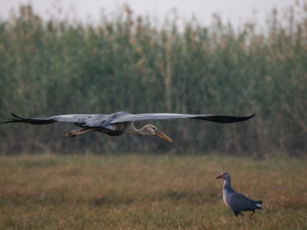 foreign bird in manglajodi wetland